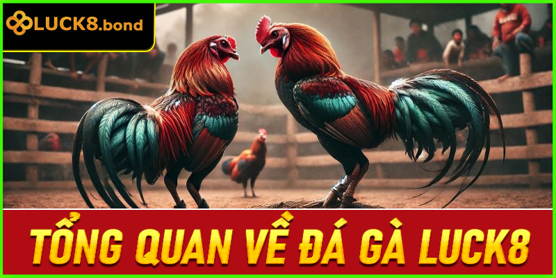 Tổng quan về đá gà LUCK8
