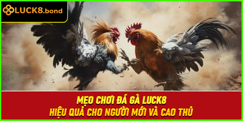 Mẹo chơi đá gà LUCK8 hiệu quả cho người mới và cao thủ